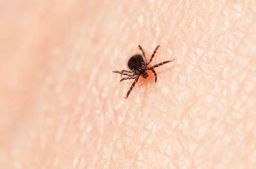 A tick that causes Lyme disease.