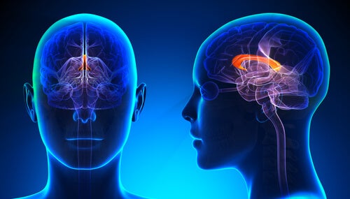 All About the Corpus Callosum