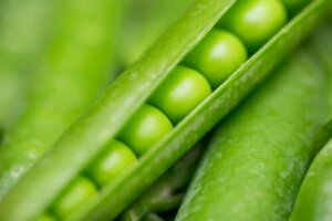 Mendel’s Groundbreaking Laws of Inheritance