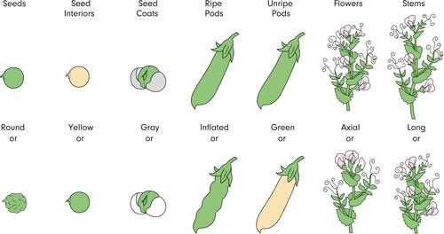 An image of the evolution of peas.