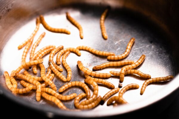 Vermiphobia, the Fear of Worms