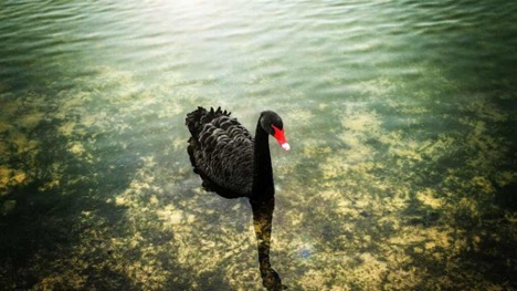 A black swan.