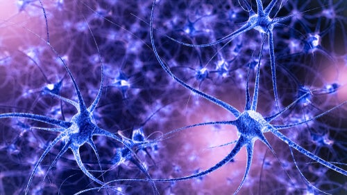 A photo of mirror neurons.
