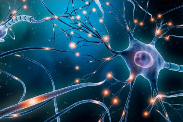 The endocannabinoid system.