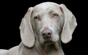 Do Animals Have Personalities?