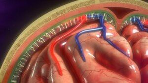 The Characteristics and Functions of the Meninges