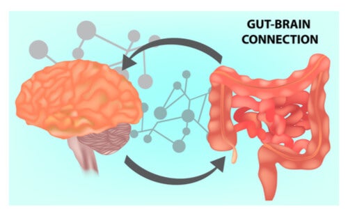 Gut Microbiota – Definition, Relevance, and Medical Uses