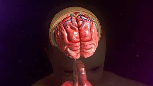 The meninges in the brain.