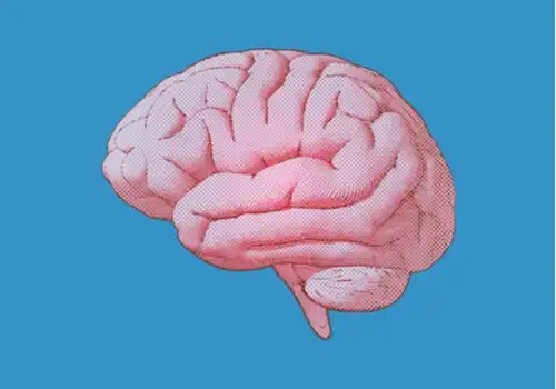Illustration af en hjerne