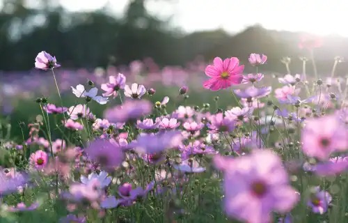 En mark med blomster
