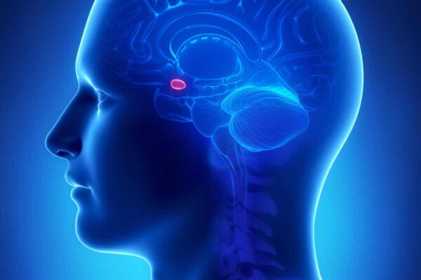 A person's amygdala.