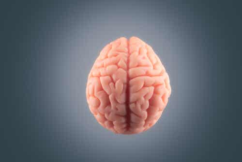 Een afbeelding van hersenen op grijze achtergrond.