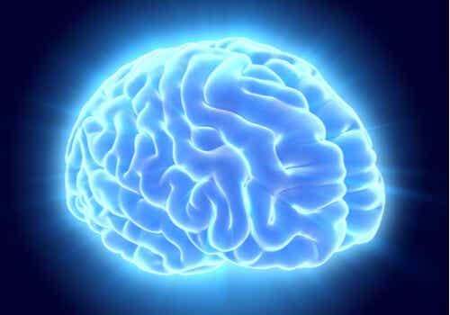 Et bilde av hodeskalle med hjerner uthevet i blått.