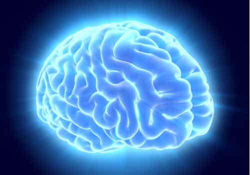 An image of skull with brains highlighted in blue.