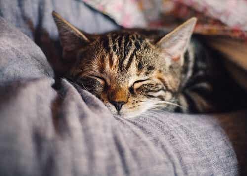Et bilde av en katt som sover i sengen.