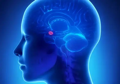 Das Gehirn zeigt die Amygdala, wichtig für Genetik und Epigenetik.