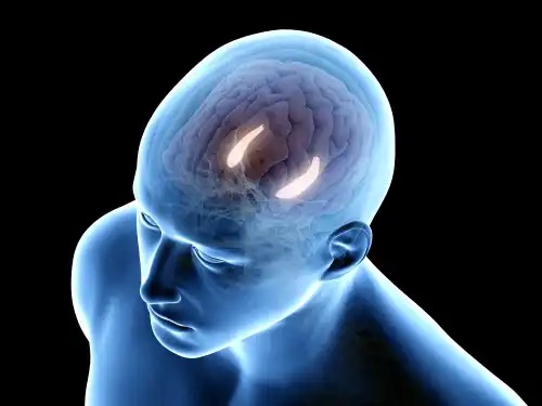 Bild som visar hippocampus.