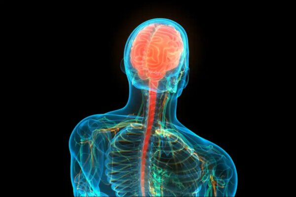 Een diagram dat de hersenen en het ruggenmerg toont