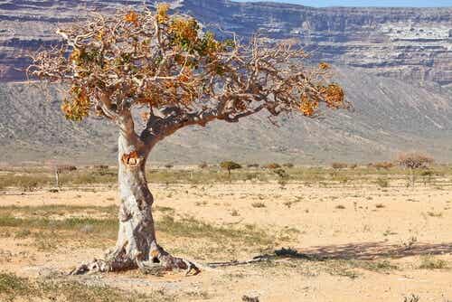 A lone tree.