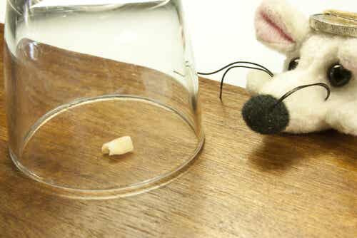 A tooth under a glass cover.