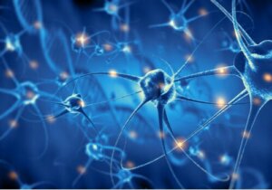 Psychobiology: Studying the Brain and Behavior