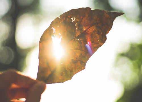A leaf in the sunshine.
