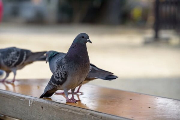 Ornithophobia or Fear of Birds