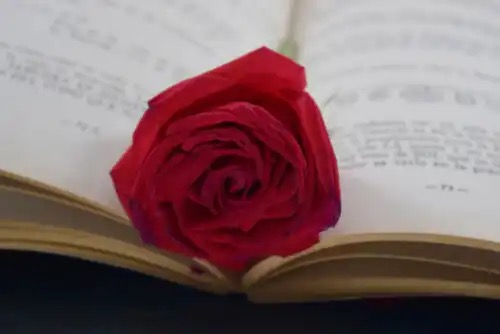 Ruusu kirjassa.