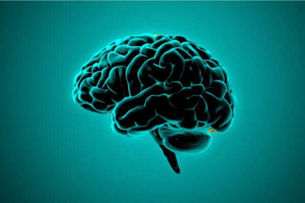 What Neuroscience Says About the Brains of Violent People
