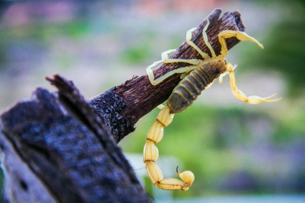 Żółty skorpion, jedno z najniebezpieczniejszych zwierząt na świecie.