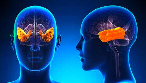 İki beyni gösteren diyagram.