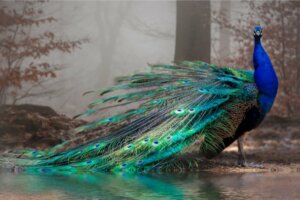 11 of the Most Beautiful Animals in the World