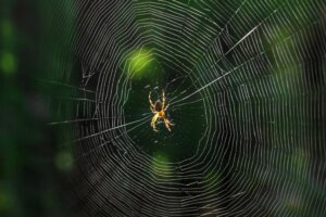 What Does it Mean When You Dream About Spiders?