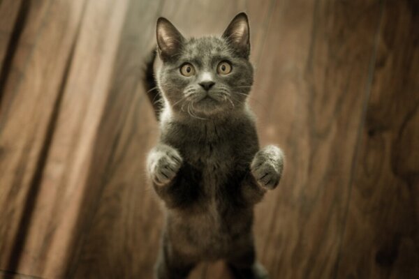 What Does it Mean When You Dream About Cats?