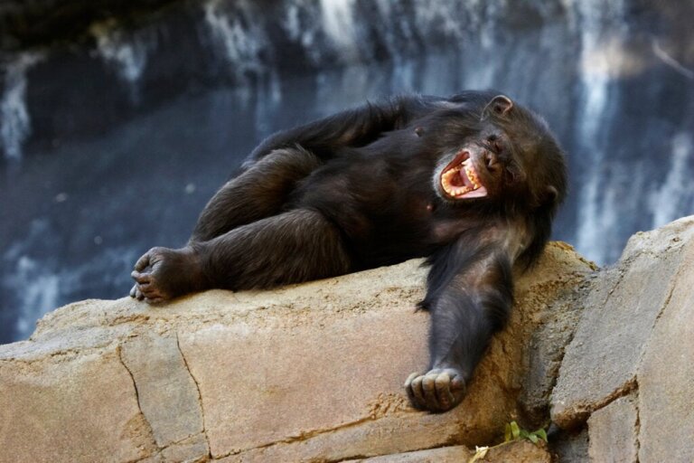 Do Animals Have a Sense of Humor? Science Says Yes