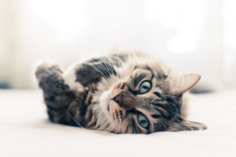 Ten Curious Facts About Cats
