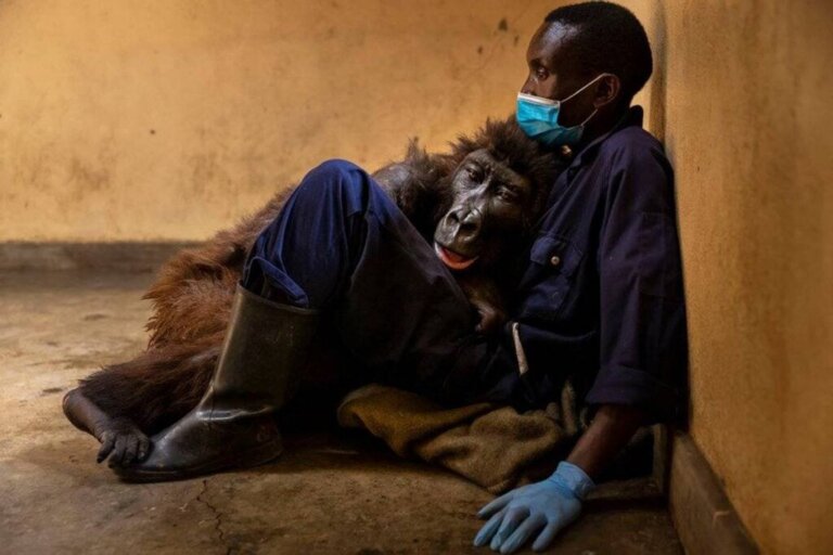 The Gorilla, Ndakasi, Leaves This World in the Arms of her Carer