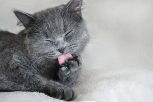 What Does the Color Gray Mean In Psychology?