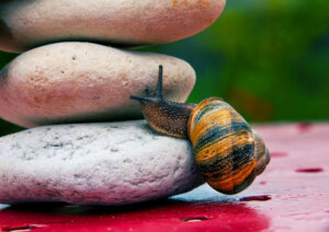 Albert Bandura's Theory of Self-Efficacy