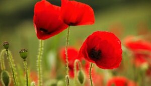 Tall Poppy Syndrome: The Problem of Being a High Achiever at Work