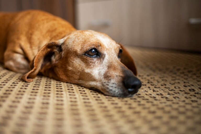 Like Humans, Dogs Grieve After a Death, Claims Recent Research