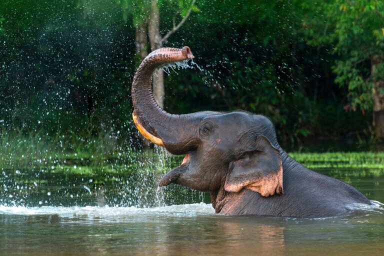 The Cambridge Declaration: Animals Are Conscious Beings