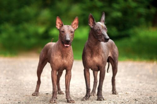 Xoloitzcuintle: The Aztec Dog Who Guided Souls to the Underworld