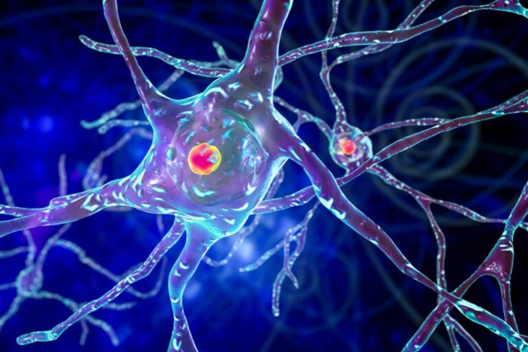 How Long Does a Neuron Live?