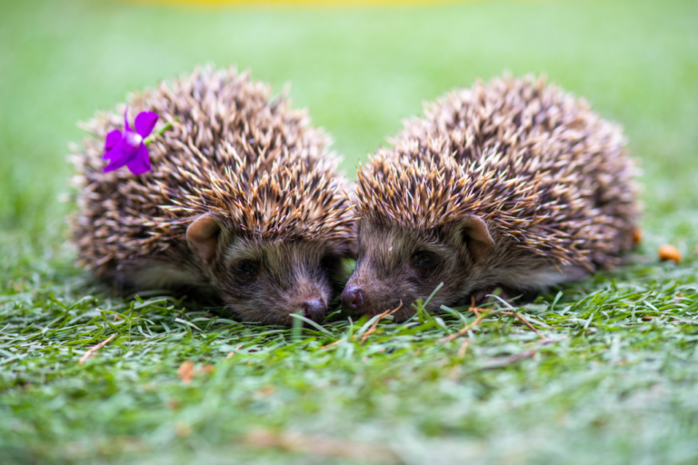 Multiple Hedgehogs The Hedgehog's Dilemma: When Fear Turns Into Spikes