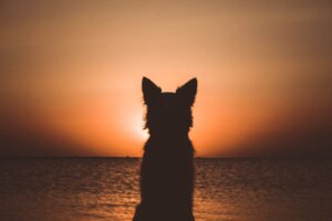 How to Deal With the Loss of Your Dog