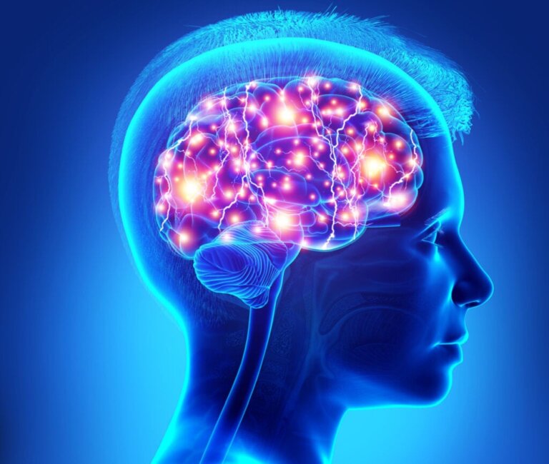 Kid Front Cortex The Role of the Prefrontal Cortex in Teens