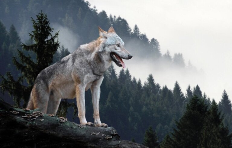 The Story of Yellowstone's Alpha Wolf, Matriarch of the Forest