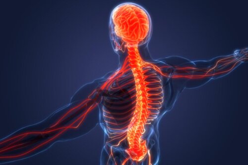 Sympathetic and Parasympathetic Nervous Systems