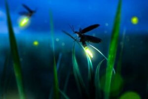 The Firefly Metaphor: Be a Light in the Darkness